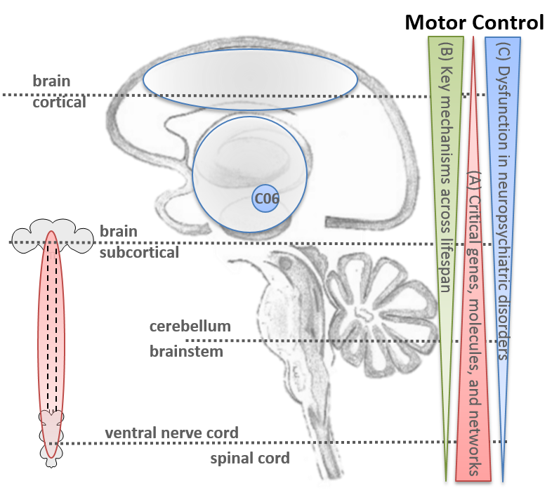 CRC1451_MotorControl_ResearchScheme_C06-1